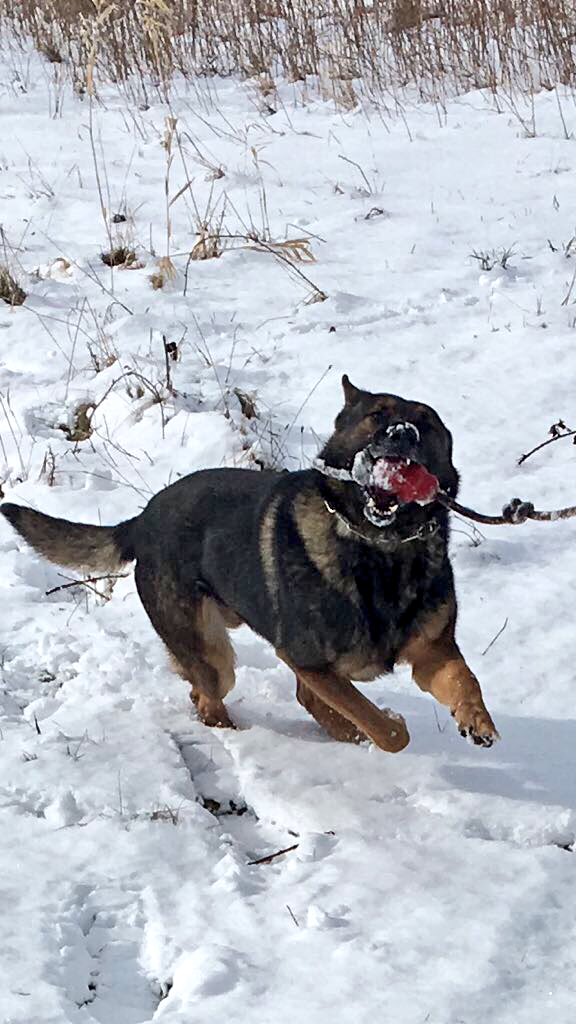BTPDogs's tweet photo. Good afternoon from #PDIndie #PDRocco and #PDMia enjoying the last of the snow βοΈ Have a great Sunday and thanks for following us π https://t.co/pTBN6UgaT9