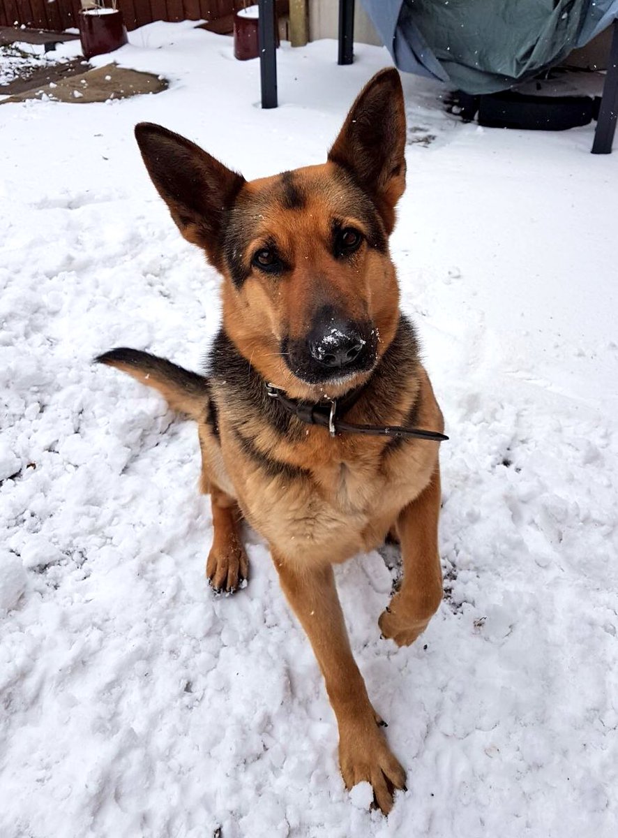 BTPDogs's tweet photo. Good afternoon from #PDIndie #PDRocco and #PDMia enjoying the last of the snow βοΈ Have a great Sunday and thanks for following us π https://t.co/pTBN6UgaT9