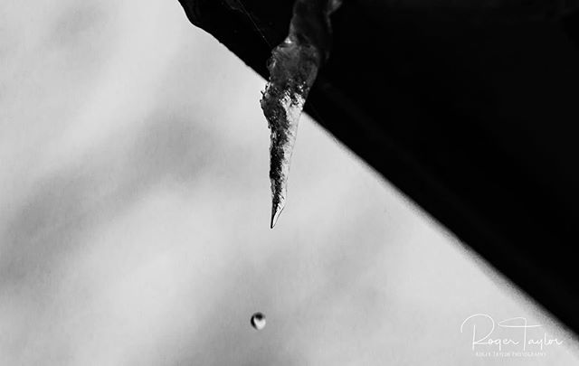 felixfsantistev's tweet photo. RT https://t.co/l6X52ekIrc Starting to melt #blackandwhite #photography #droplets #iceicles #droplet #iceicle #blackandwhitephotography #snow #iceicles❄ #ice #winter #dropletlikeitshot #fr… https://t.co/zxiRQygqSO