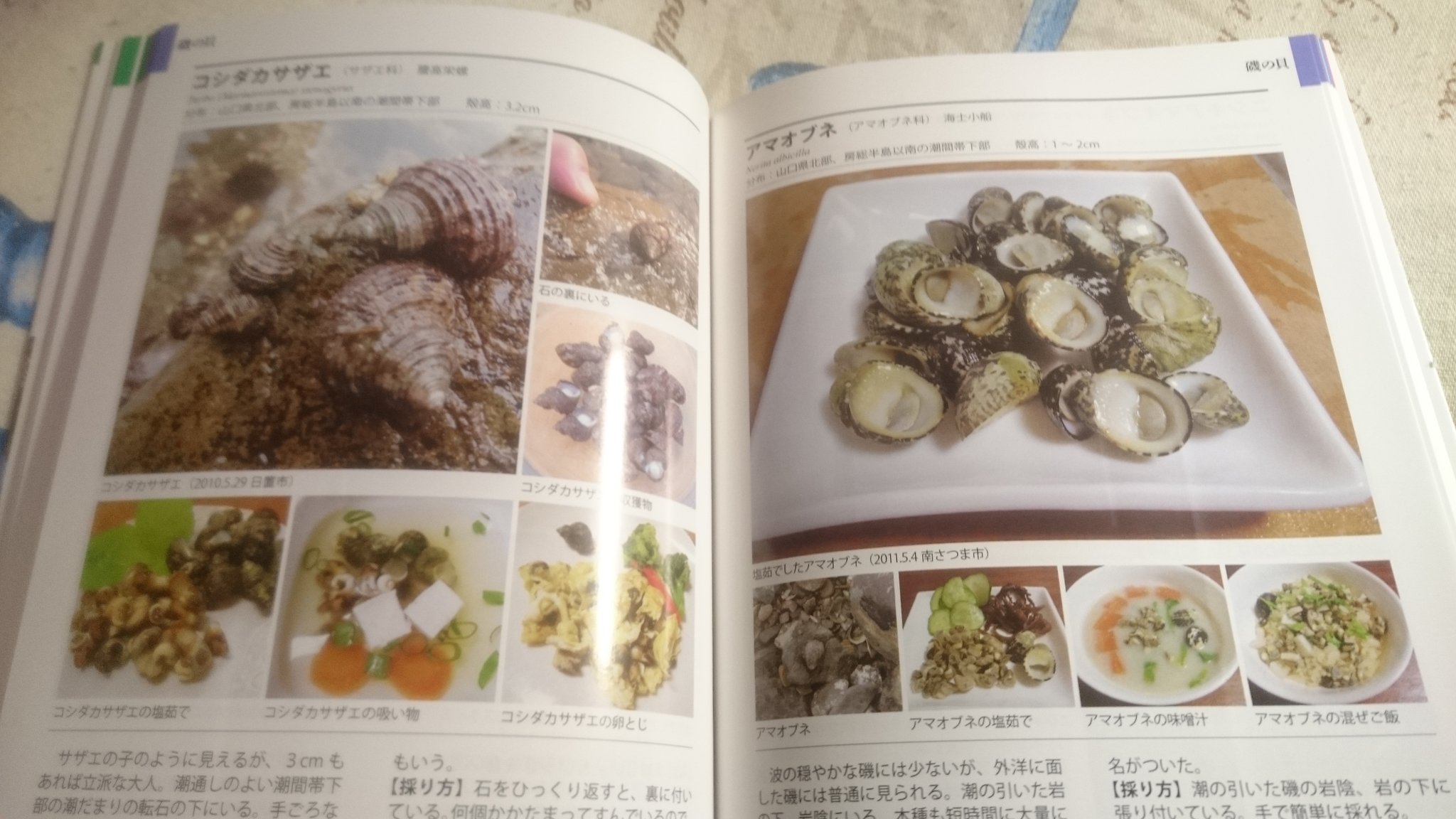 海とうに Wish For Peace Mashiro3024s タカラガイは甘くて美味しいの 食べてみたい Twitter