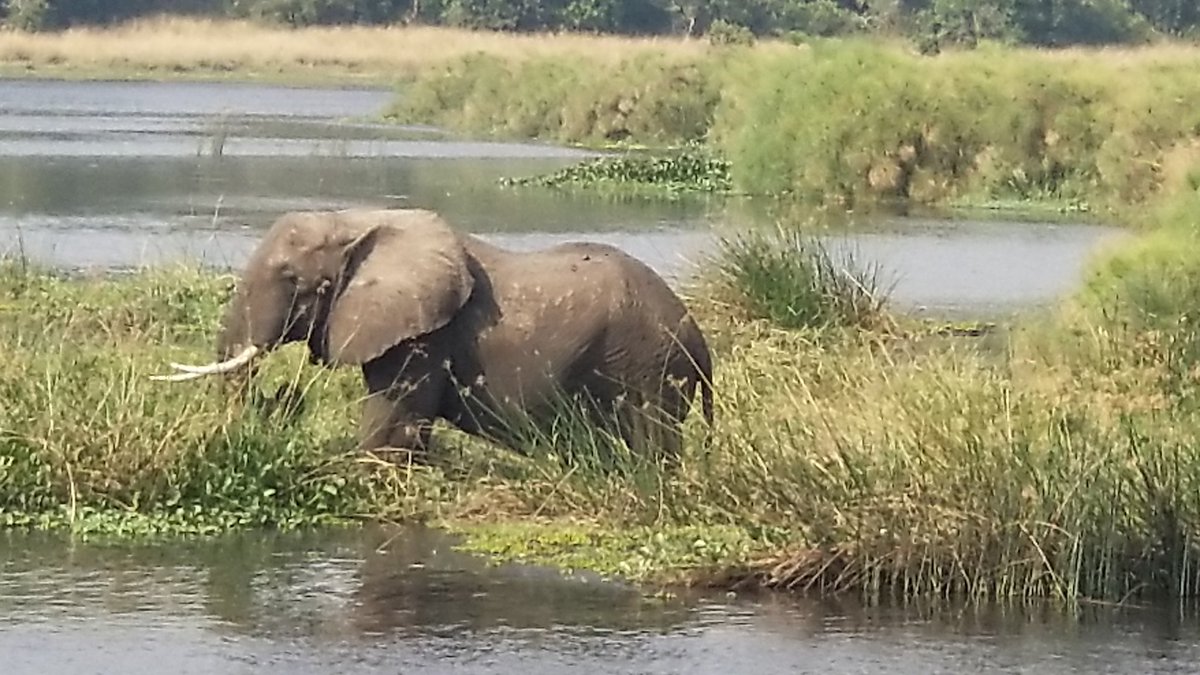 MOdongkara's tweet photo. About 700-800 elephants only left, all in a single park; poachers had exterminated the rest. In a new survey of the Great Elephant Census, its been confirmed that #Uganda is a bright spot in the current ivory poaching #MurchisonFallsPark #Tours #CrisisOnEarthX   #WorldWildlifeDay https://t.co/F4scKDMn97