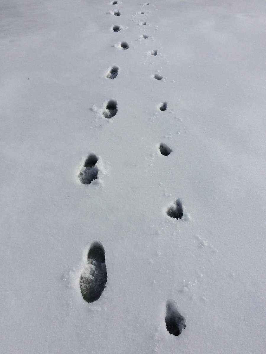 carpe_dan's tweet photo. Great example of direct register, as @ollie_springer puts his back paws in the tracks left by his front paws. https://t.co/v3eyZrS59p