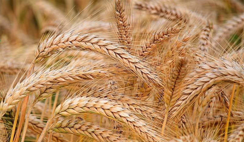 hierbaspara's tweet photo. Cebada: la planta de la cerveza y un suplemento alimenticio insuperable https://t.co/5WkppOLInR https://t.co/ynBz1ocedd