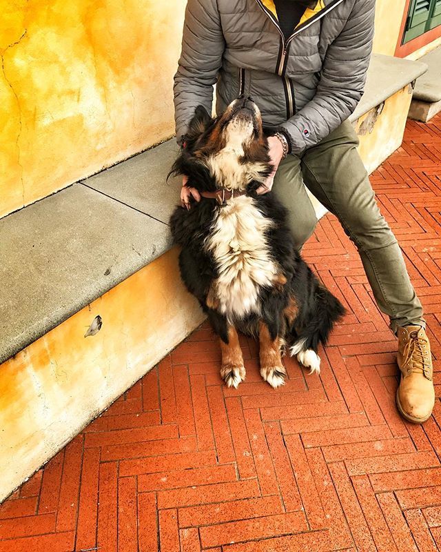 dogsitterfede's tweet photo. Lulù.....❤️
.
.
.
.
.
.
.
Shot by @federicoluconi
#dog #dogs #dogsitter #dogsitters #dogsitterfederico #pets #doglover #dogsittermatrimoni #cucciolo #dogsitterlife #lovedogs #igersitalia #pistoia #vitadacani #dogsitting #instadog #prato #lucca #firen… https://t.co/TWPzZoKzwb https://t.co/R1XDBcE4Zd