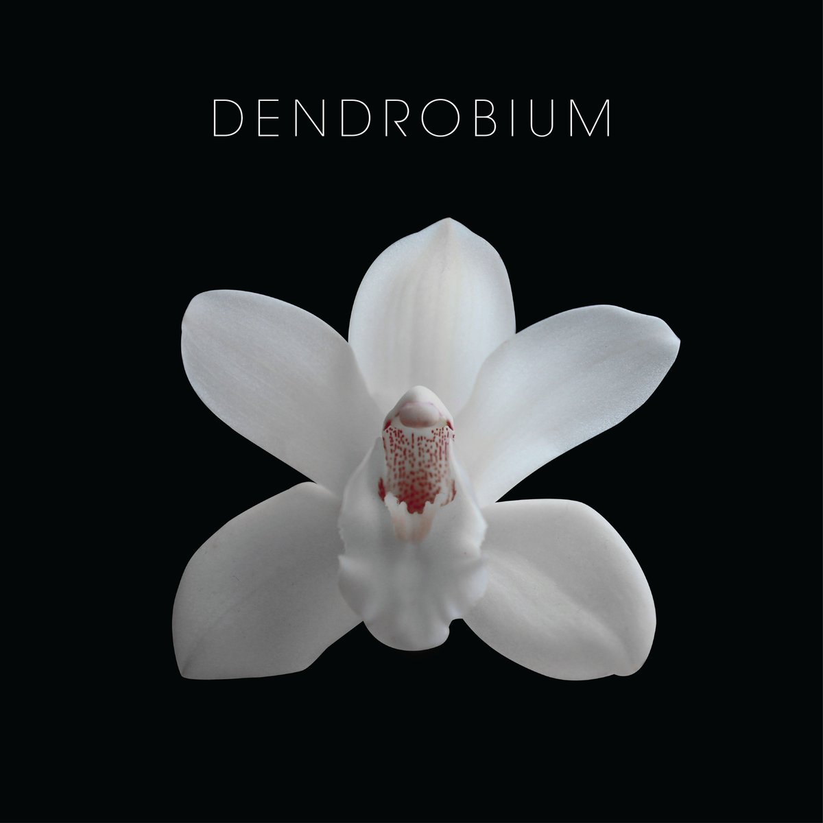 cloudsandfish's tweet photo. We will be exhibiting the Dendrobium at the National Museum of Singapore, as part of Singapore Design Week, from 5-18 March. See you there. https://t.co/wx9Q2QDh8Q