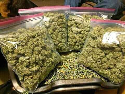 patrickweeds's tweet photo. We have top quality marijuana for sale. All strain available, moonrock, og kush, sour desel, Girls scott cokies, pupple kush and many other strain  for sale. Hit me up if interested.
contact: +16692281012
email: patrickmaroon79@gmail.com https://t.co/QQk5stK9cT