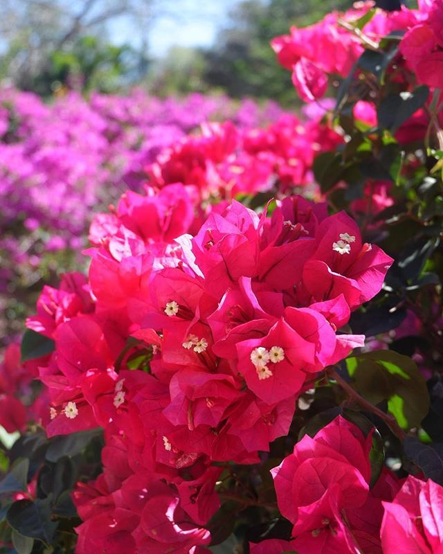 First_We_Eat's tweet image. Bright bougainvillea accents all around Mexico brightening everyone’s day. ift.tt/2I4bnlO