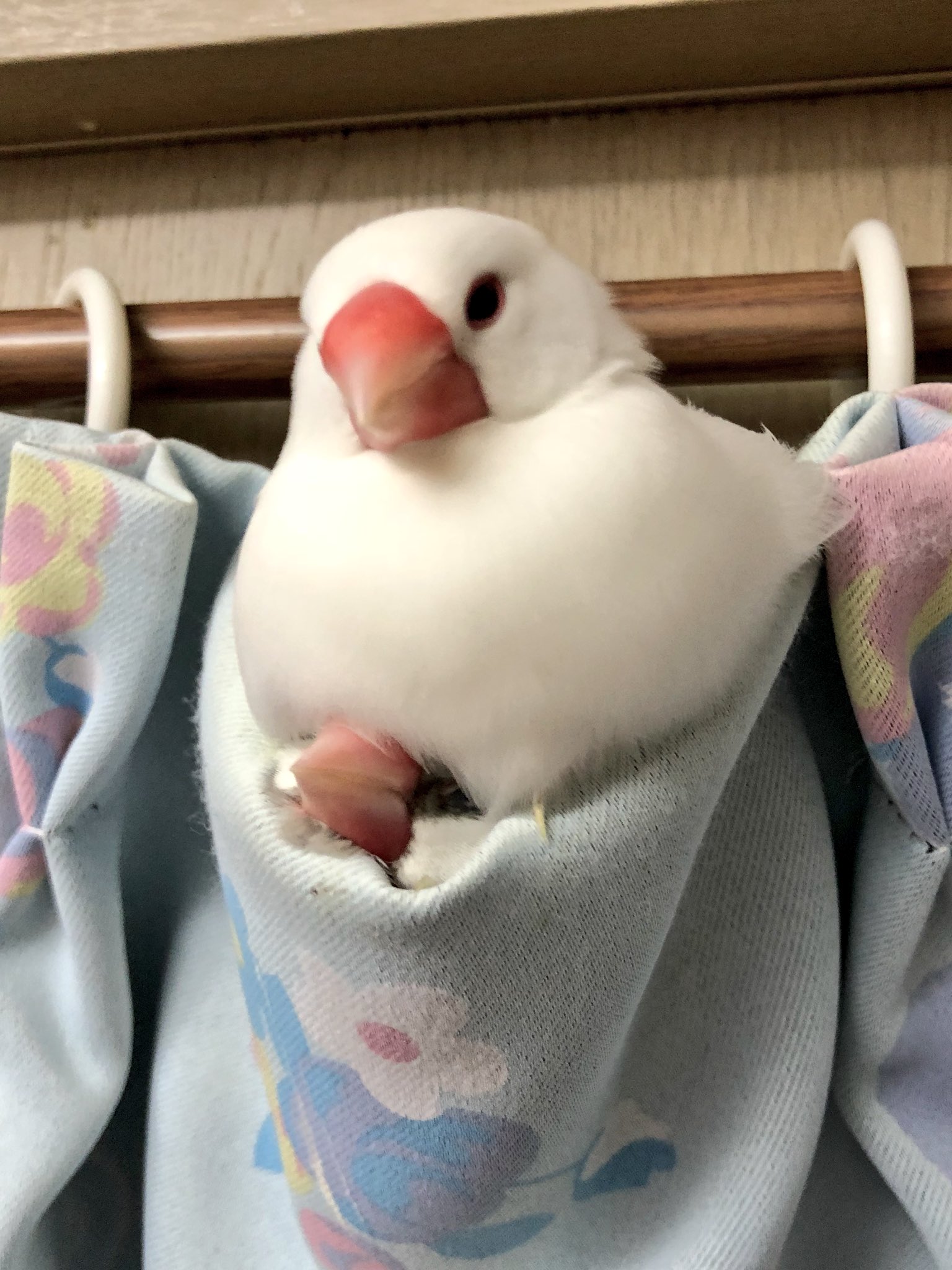 いやいや完全にめり込んでるでしょｗ可愛い文鳥の下に文鳥が見えるんだがｗ 話題の画像プラス