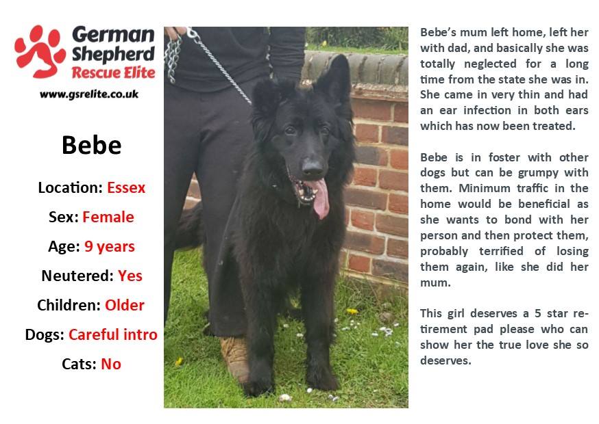9yr old Bebe can live with older kids but she would prefer a pet free retirement home please
#dogs
#GermanShepherd 
#Essex
gsrelite.co.uk/bebe/
