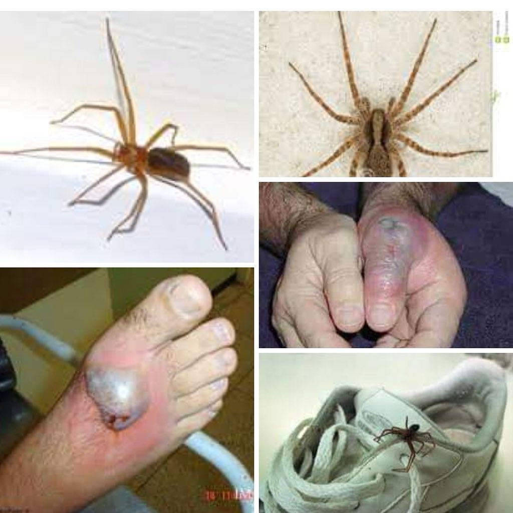 Natália Frutuoso (@nataliafrutuoso) on Twitter photo 