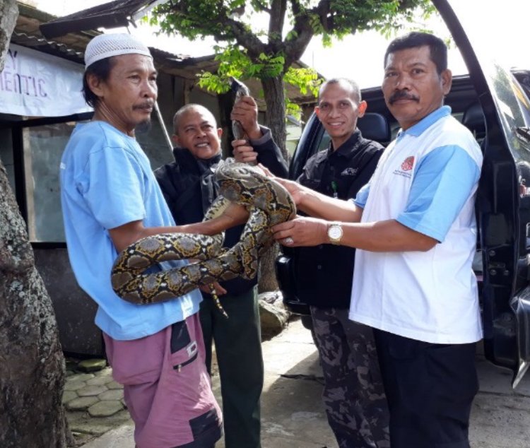 kemenhut_ri's tweet photo. 1. Tim Konservasi Wilayah III Lampung BKSDA Bengkulu yg terdiri dari Polhut, PEH, dan Penyuluh menindaklanjuti berita yg menyebutkan seorang warga bernama Efrat Kusumadijaya menyelamatkan 3 ekor Ular Sanca (Pythonidae) di Kel. Sumur Batu, Lampung.
#KLHK
#saveular
#pedulisatwa https://t.co/sXuM4RueMx