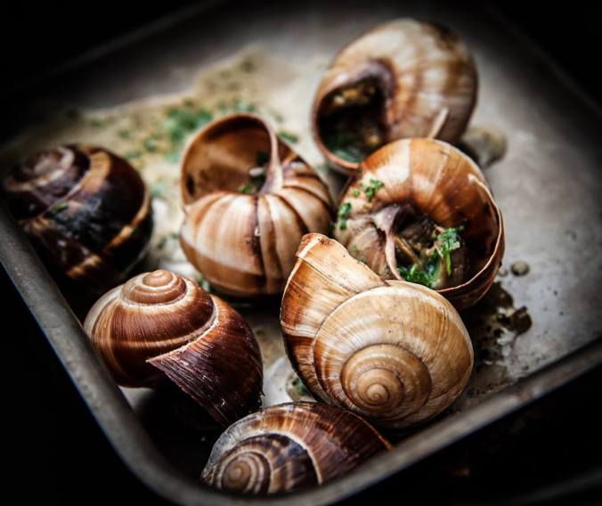 dorset snails (Dorset_snails) Twitter