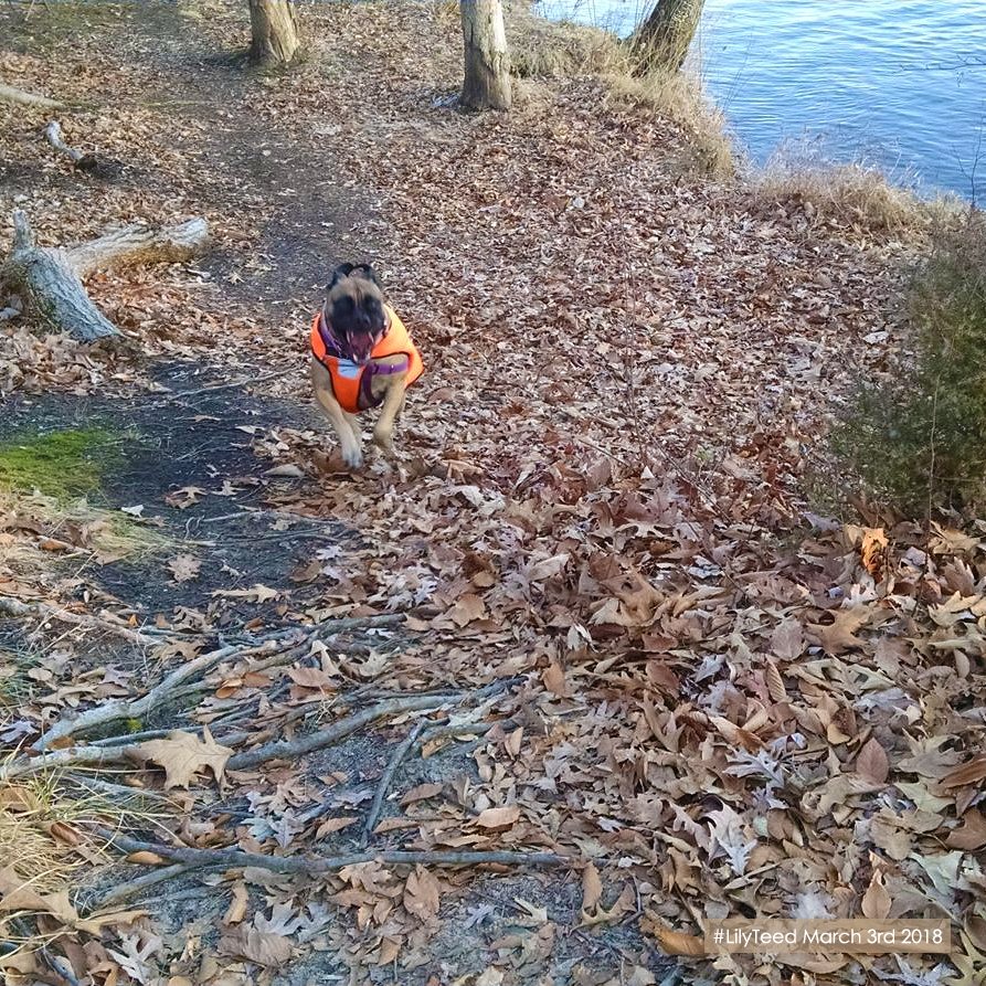 Something evil this way runs....... LOL, being silly .. Lily loves when our daily walk is in the woods .. this spot is along the Rancocas Creek at the former Powhatan Indian Reservation, now a NJ state park . #lilyteed in her #hunterorange vest . #dogwalk #bullmastiff #wellthypup