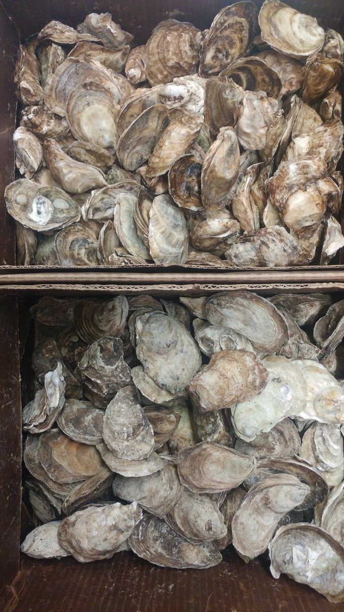 Fresh oysters sold like hot cakes at the Kettle Creek Inn this weekend. You really should come to sample the culinary temptations of our chefs. Stay a night or two!