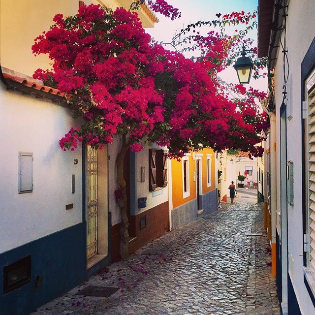 RixtBarendsma's tweet photo. How I love bougainvillea! This one in my favorite village in the Algarve! #portugal #ferragudo #lovealgarve #color #traveling #tourist #village #bourgainvillea https://t.co/ggdeO9jpl8