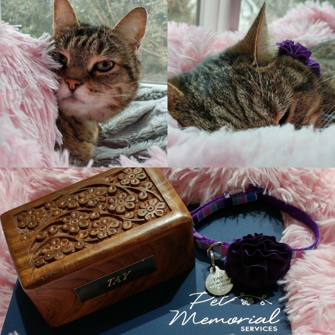 In Memory of Tay  sarahwhisted.com/in-memory-of-t… #cats #catmom #furbaby