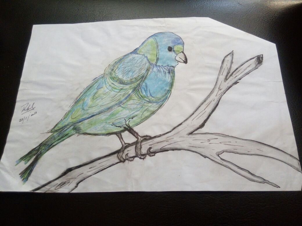 naomisk_'s tweet photo. tinta y acuarelas 🐦🌙🔅✨ #art #arte #bird #drawing #draw #naturaleza #whiterose https://t.co/CCAolmtYJn