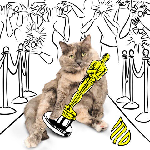 moagency's tweet photo. And the #AcademyAward goes to… Pasta for the cutest post that got tagged with #PetsofMO this month! Congratulations! Want your pet to be featured in a custom illustration? Use the hashtag #PetsofMO and your favorite friend could be chosen as the featured pet of the month! https://t.co/yokJHPTuU0