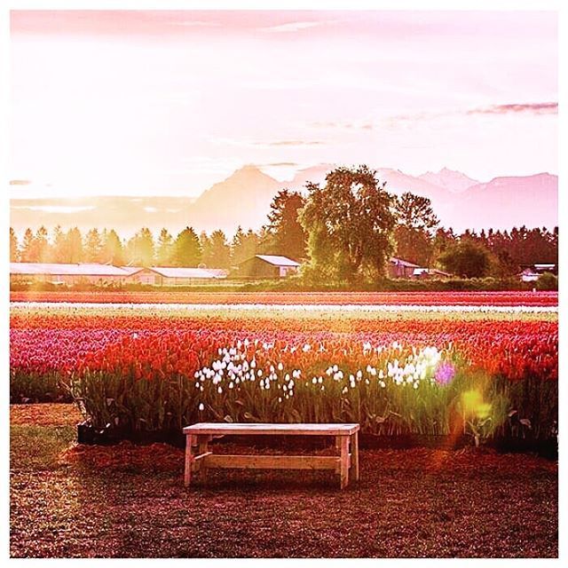 24+ acres of 🌷tulips = Bucket List😍
📸 @tulipsofthevalley
.
.
.
.
.
#MoreToLife #LiveLaughLove #SeeTheWorld #bucketlist #tulipsofthevalley
#tulips #tulip #tulipfestival #🌷 #canadiantulips #britishcolumbia #canada #pink #pinklove #pinkedit #sunday #nat… instagram.com/p/Bf6Y0xUFLUG/