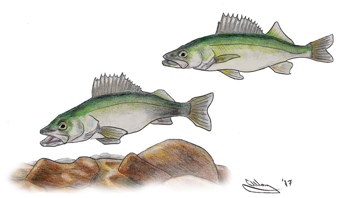 DugongWong's tweet photo. Couple #SundayFishSketch creations for today:

First is an in-progress #labcoat creation of one of my favourite species. Anyone know what it is?

Second is the #Greenback #Walleye. https://t.co/zPI6GFmMls