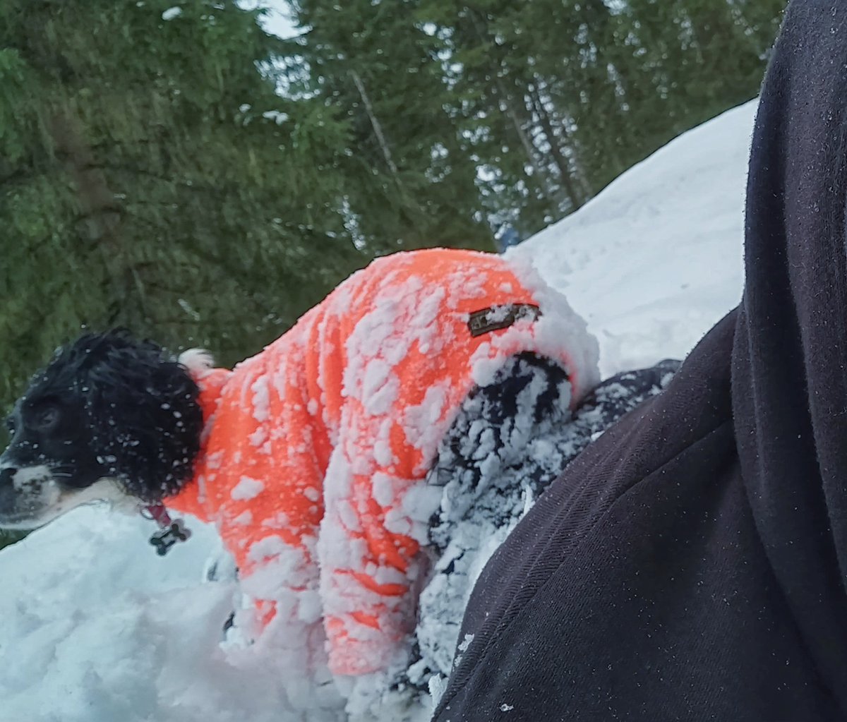 sprinkleofpeppa's tweet photo. #Chilling after a #funday #playing in the #snow! #Lovinglife #running around #LaTania and then having #cuddles! https://t.co/SUzoe7XCnD