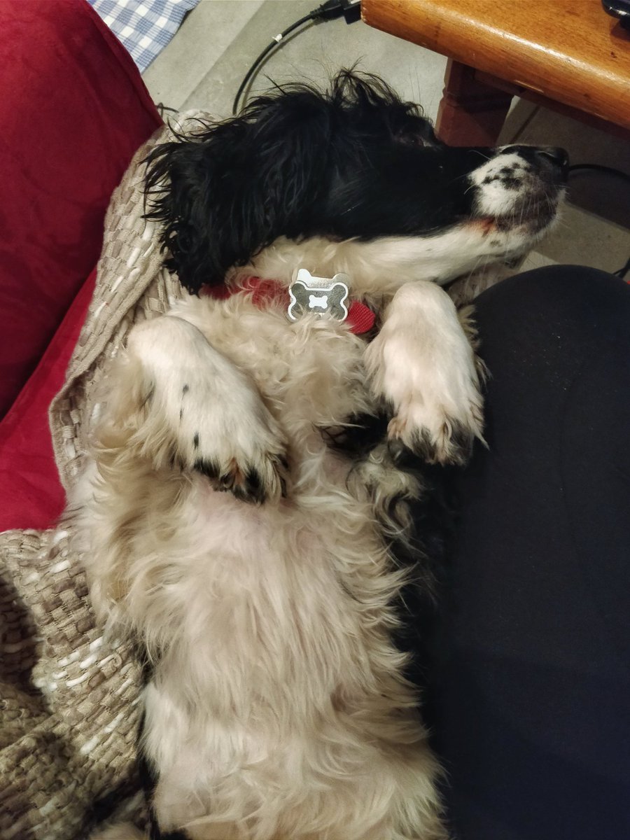 sprinkleofpeppa's tweet photo. #Chilling after a #funday #playing in the #snow! #Lovinglife #running around #LaTania and then having #cuddles! https://t.co/SUzoe7XCnD