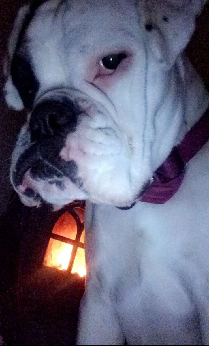 BoxerHope's tweet image. Back off!