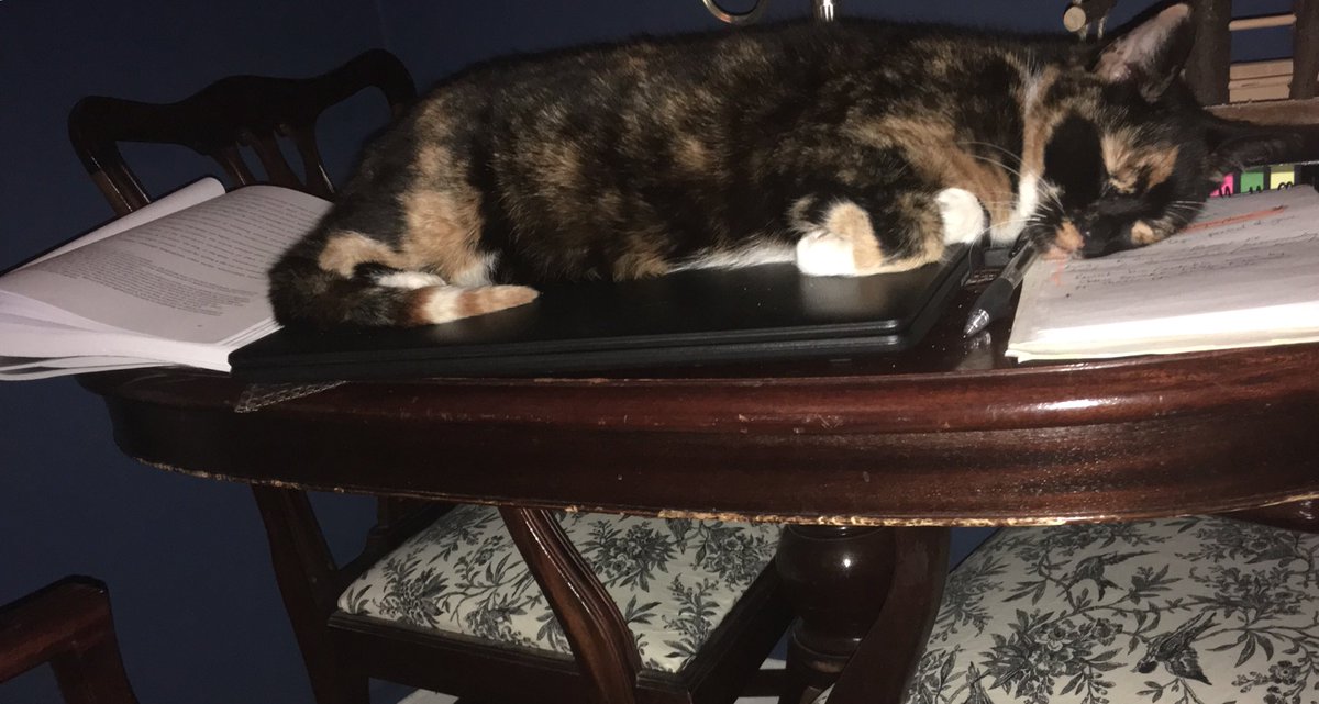 KeleeSiat's tweet photo. I get up for dinner and return to my work space... #donotdisturbthecat #Sunday #rest #cat #nap #Cupcake https://t.co/3qCwGDC6oW