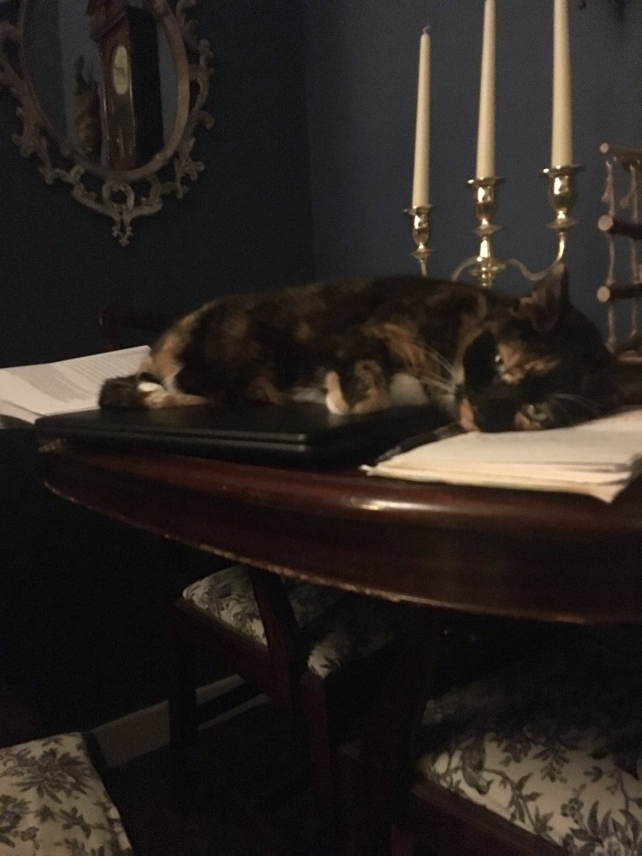 KeleeSiat's tweet photo. I get up for dinner and return to my work space... #donotdisturbthecat #Sunday #rest #cat #nap #Cupcake https://t.co/3qCwGDC6oW