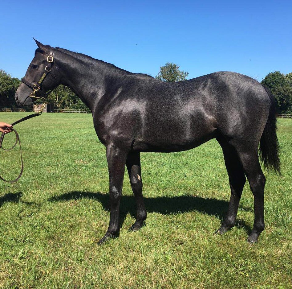 Fairway Consignment (@charles_briere_) on Twitter photo Congrats to <a href="/PiaBrandt2/">Pia Brandt</a> for the nice victory 🏆of Saint Roch ( #Myboycharlie ➡️ HarasduMezeray) at <a href="/pornichet/">Pelleteur</a> tonight! Pinhooked by <a href="/DESMONTILS/">Sebastien Desmontils</a> and consigned by Fairway Consignment at <a href="/OsarusSales/">OSARUS</a> #Yearling Sale.
<a href="/bloodstocknews/">EBN</a> <a href="/Jour_de_Galop/">Jour de Galop</a> <a href="/theTDN/">TDN</a> <a href="/francesire/">France Sire</a> Congrats to <a href="/PiaBrandt2/">Pia Brandt</a> for the nice victory 🏆of Saint Roch ( #Myboycharlie ➡️ HarasduMezeray) at <a href="/pornichet/">Pelleteur</a> tonight! Pinhooked by <a href="/DESMONTILS/">Sebastien Desmontils</a> and consigned by Fairway Consignment at <a href="/OsarusSales/">OSARUS</a> #Yearling Sale.
<a href="/bloodstocknews/">EBN</a> <a href="/Jour_de_Galop/">Jour de Galop</a> <a href="/theTDN/">TDN</a> <a href="/francesire/">France Sire</a>