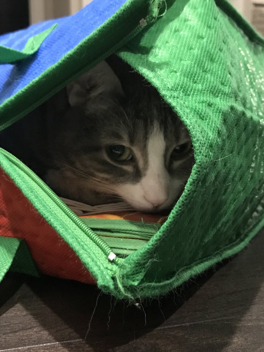 HuffyTheKitten's tweet photo. Wut? https://t.co/TsnJrvoO0C
