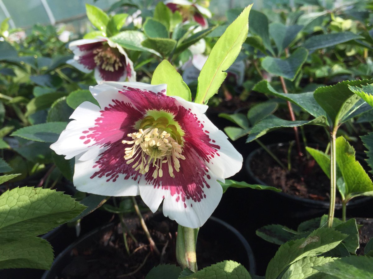 Our hardy #Hellebores totally not bothered by the snow. Beloved by early emerging insects and garden aficionados alike.  #AVlist #gardendesign #horticulture