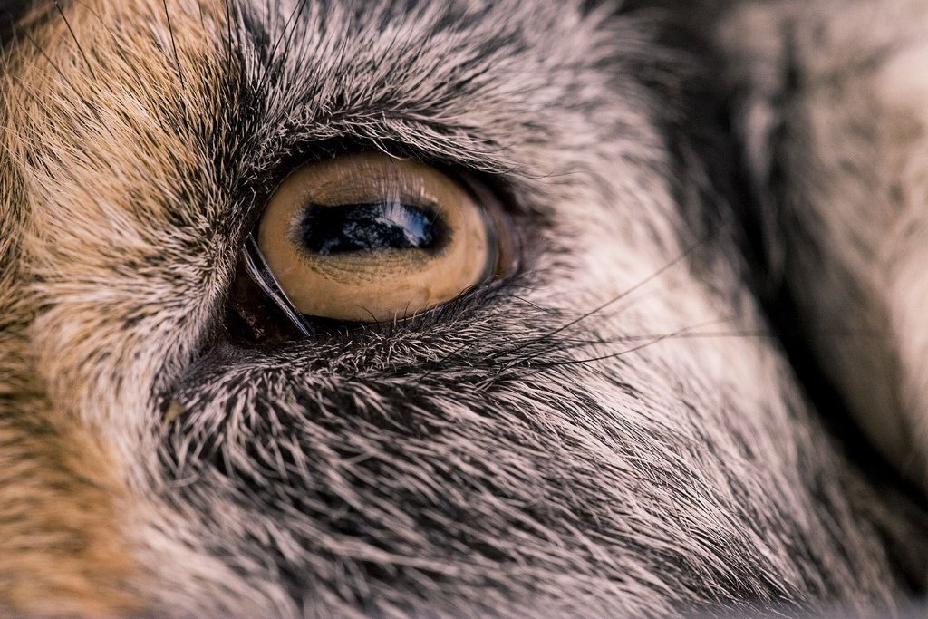 Какие глаза у зверей. Глаза животных. Зрачки козы. Зрачки животных. Глаза козла.