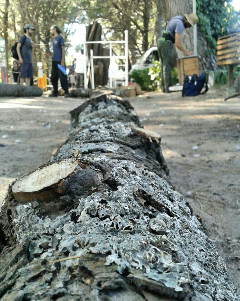 PehuenTurismo's tweet photo. 1º ENCUENTRO NACIONAL DE ESCULTORES EN PEHUEN
⚒👉Del 3 al 10 de marzo acercate a Villanueva entre Brown y Azopardo, de 10 a 13 y de 15 a 19hs.🌳
Podrás ver como #Escultores del país transforman la #madera natural, #tallando la #identidad de Pehuen. https://t.co/Oc9uIjzOwe