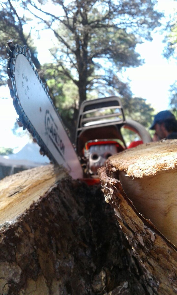 PehuenTurismo's tweet photo. 1º ENCUENTRO NACIONAL DE ESCULTORES EN PEHUEN
⚒👉Del 3 al 10 de marzo acercate a Villanueva entre Brown y Azopardo, de 10 a 13 y de 15 a 19hs.🌳
Podrás ver como #Escultores del país transforman la #madera natural, #tallando la #identidad de Pehuen. https://t.co/Oc9uIjzOwe