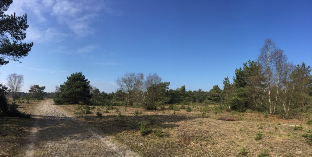 bart_laurens's tweet photo. Dag winter, hallo lente!  #Veluwe #nieuwecreativiteit #lente https://t.co/gziZT4gKPc