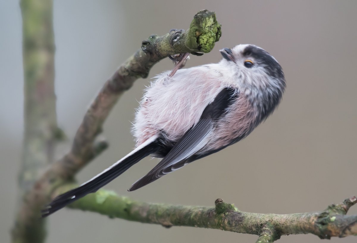 david alan bird tweet media