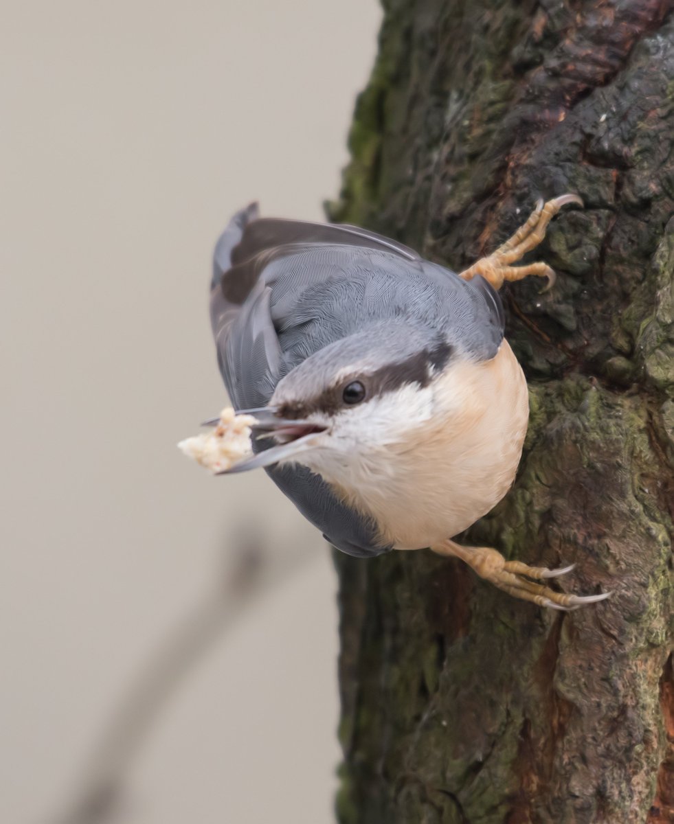 david alan bird tweet media