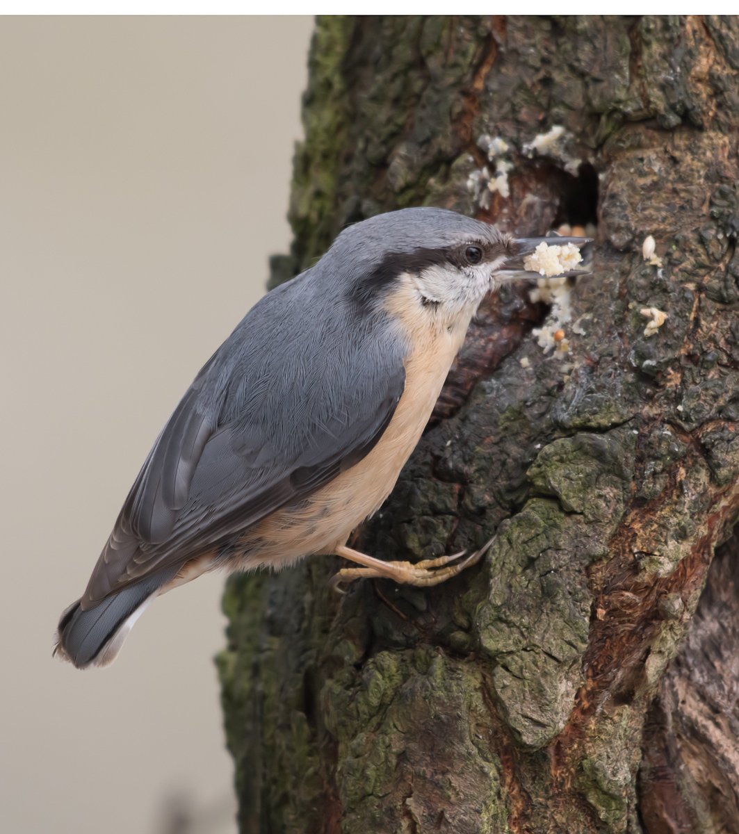 david alan bird tweet media