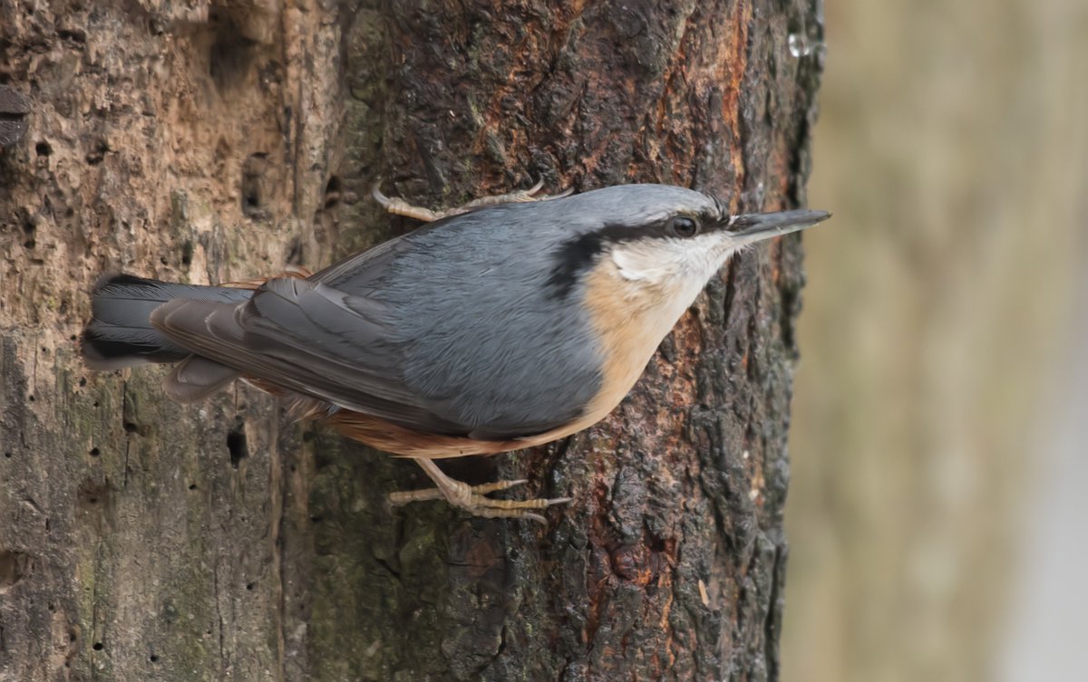 david alan bird tweet media