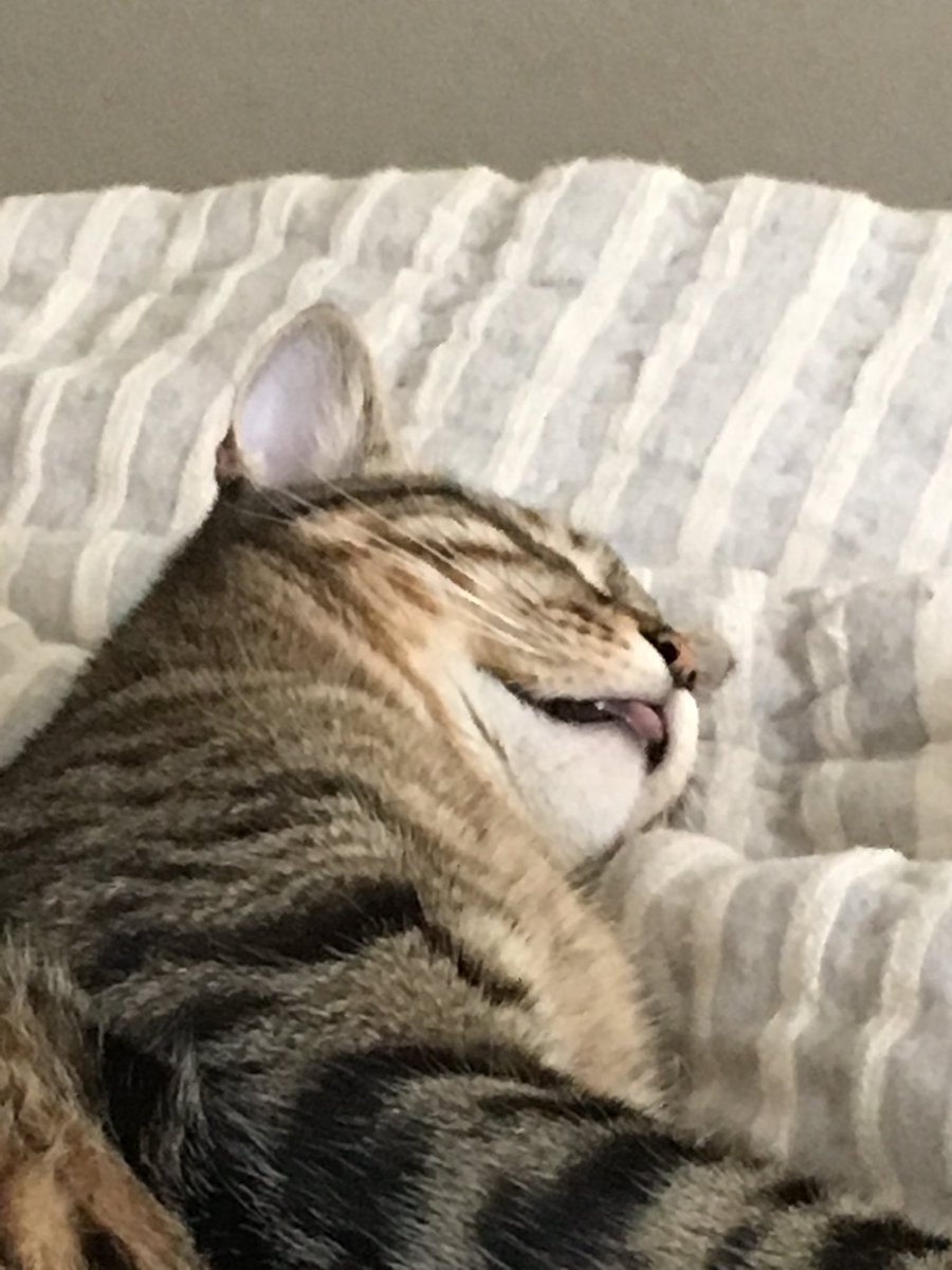 keegesch's tweet photo. Usually our cat will try to wake us up in the morning by knocking things off the nightstand, meowing super loud or trying to mess with the blinds. Today-he sneezed on my face 😐 #okImup #CatsOfTwitter https://t.co/UOJptoUf5G