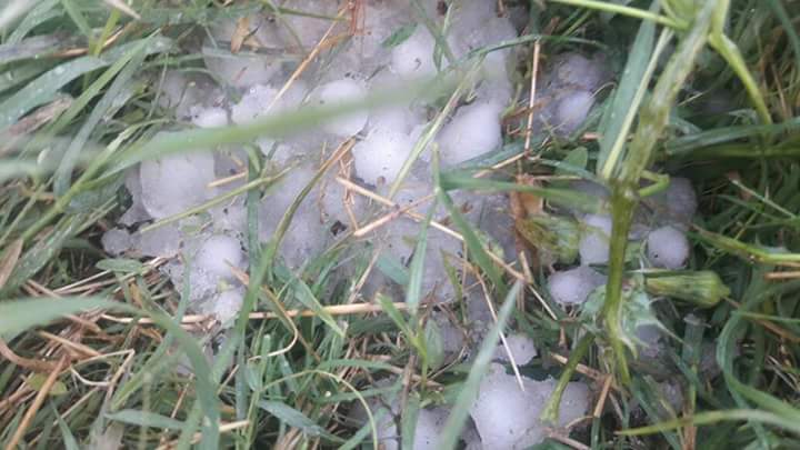 Dpchoudhary05's tweet photo. सीकर में काफी जगह ओलावृष्टि से किसानों को बहुत भारी नुकसान हर फसल आई चपेरट मे ,पर सब्जी की बाडया हुई खत्म
इस दुनिया में किसान ही यह ऐसा है जिसकी दुकान की कुछ छत नहीं होती कोई लोक नहीं होता इस किसान का दर्द कोई हितेश इस हिंदुस्तान में है सच्ची तो वह है किसान सभा।।🌹Good night 🌷 https://t.co/Bf3S5AH4lb