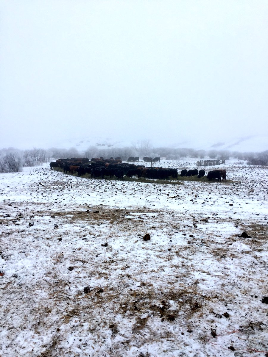 lanebar_t's tweet photo. A pre-storm meal. Eery fog, frost and quiet this morning. #ranchin #dirtyhoarfrost #heavysnowwarning https://t.co/lAesIlfRdL