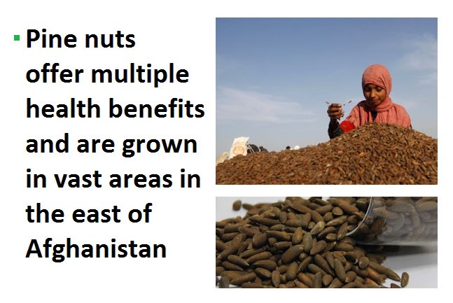 IvoTONIUT's tweet photo. Over 23,000 tons of pine nuts was harvested in #Afghanistan this year.
Two processing and packaging centers for pine nuts will be established in the next year, and a Team of government specialists is working on ways that could help to enhance the exports of Afghan #pine_nuts. https://t.co/h86S8Hohkk