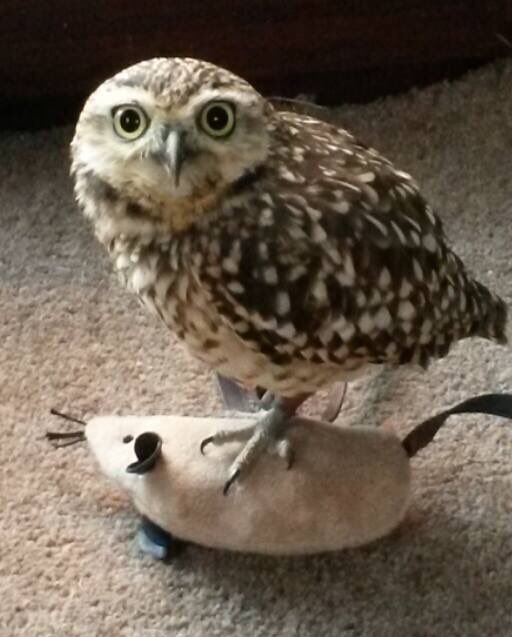 Our next target is 7000 followers 😀🦉😘 please help us to achieve this big goal RT follow Murray a tiny owl making a big difference to the lives of people of all ages improving #mentalhealth #Wellbeing #Autism #Cancer #depression #anxiety #Hospice #hospital #MND #MS #Parkinsons