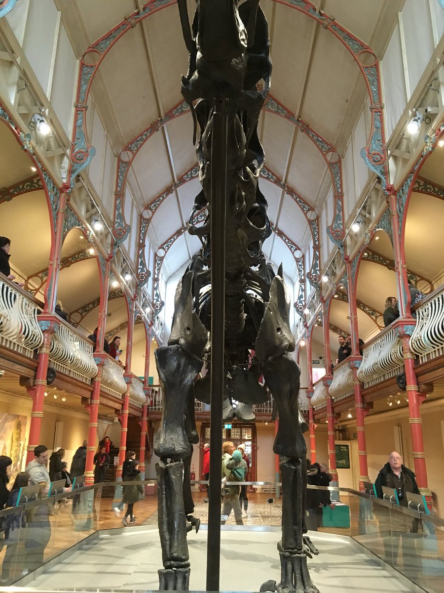 seag1rl's tweet photo. Been to see Dippy @DorsetMuseum today! He is too gigantic to fit into most photo frames, but he posed for a wicked selfie! #DippyonTour https://t.co/UzOWNSHFPx