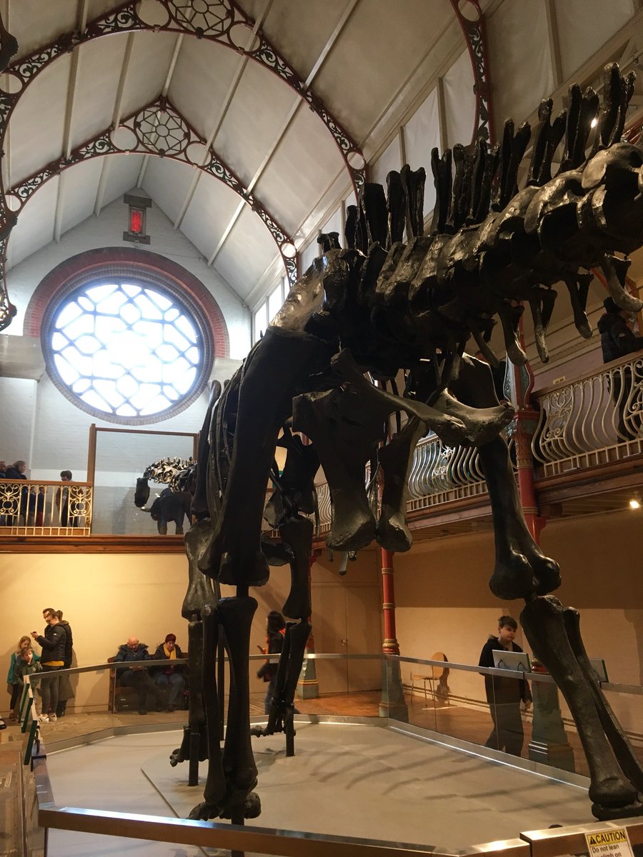 seag1rl's tweet photo. Been to see Dippy @DorsetMuseum today! He is too gigantic to fit into most photo frames, but he posed for a wicked selfie! #DippyonTour https://t.co/UzOWNSHFPx