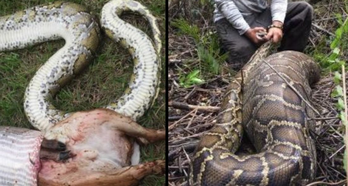LADbible on Twitter "This snake decided to eat a whole deer and then