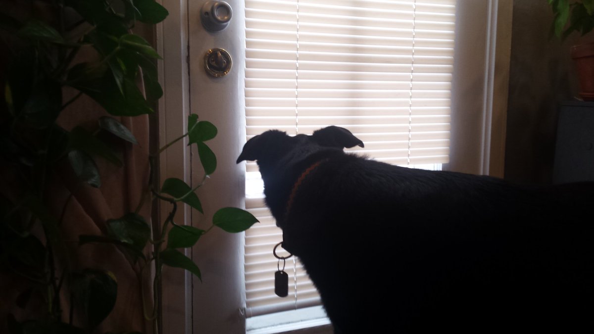 jrichocean's tweet photo. Kenai: "I remember a time long ago of heckin fun &amp; snow..."

Me: "Kenai, we juustt got back inside bud!"

#PupperThoughts https://t.co/CyTU6I7f6e