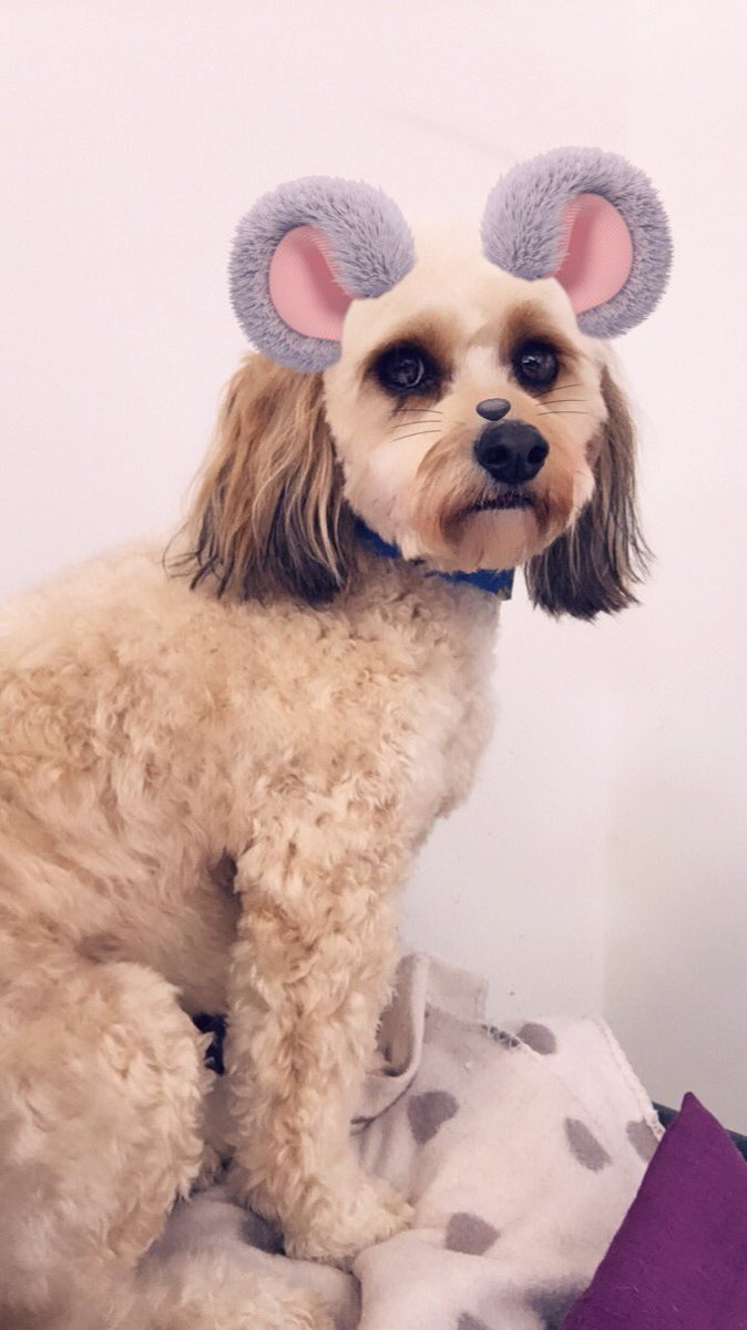 Muddy Paws tweet media